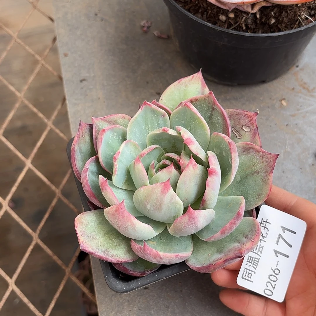 同温层多肉惊鸿171