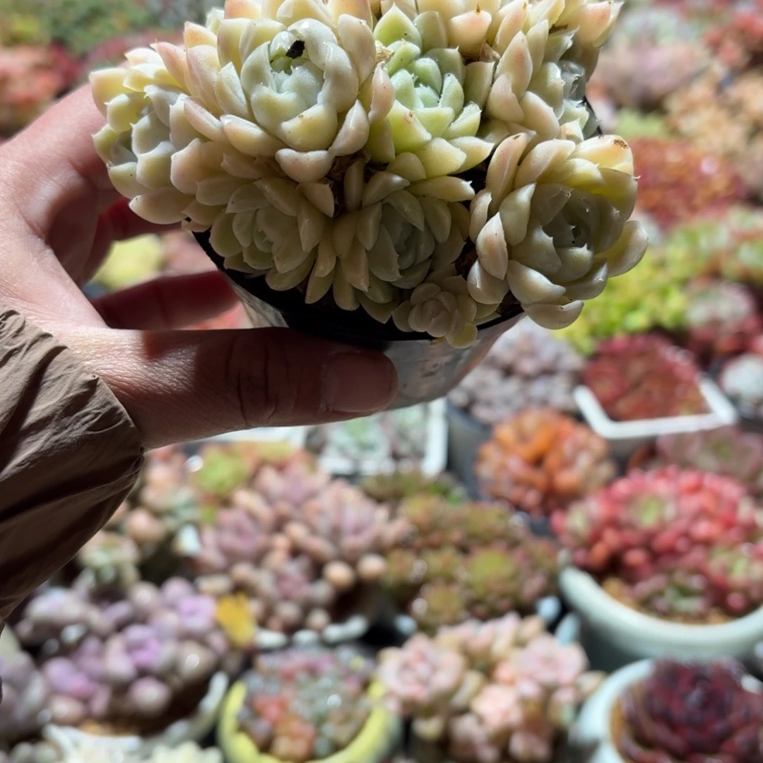 白月影多肉整群9㎝盆