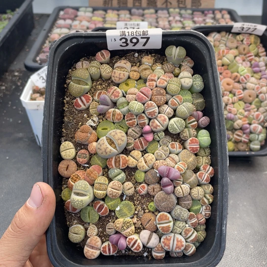 红陶000000000000000397