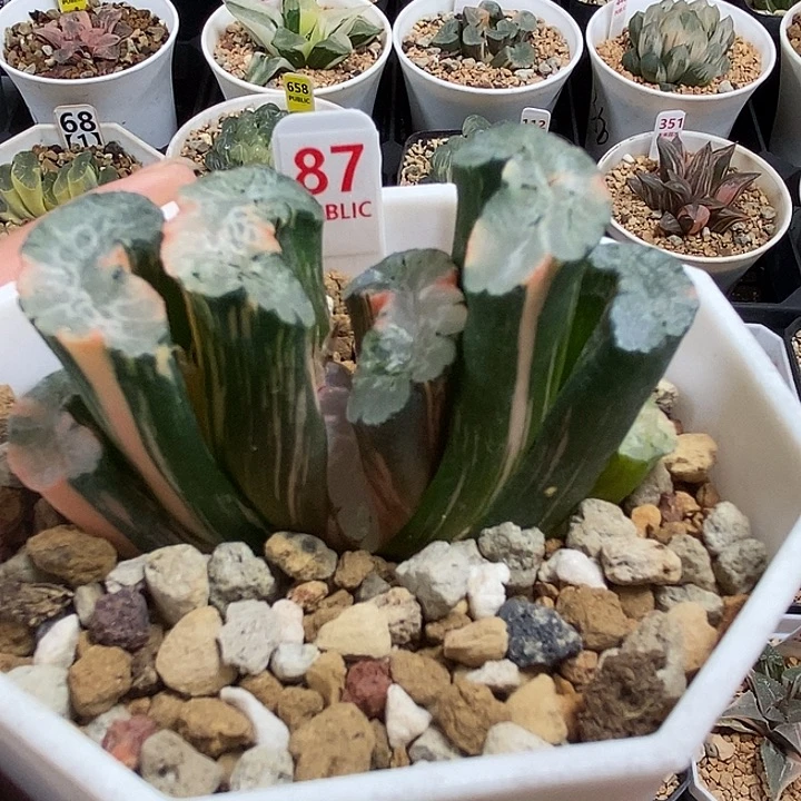 87北宅玉扇锦一物一拍