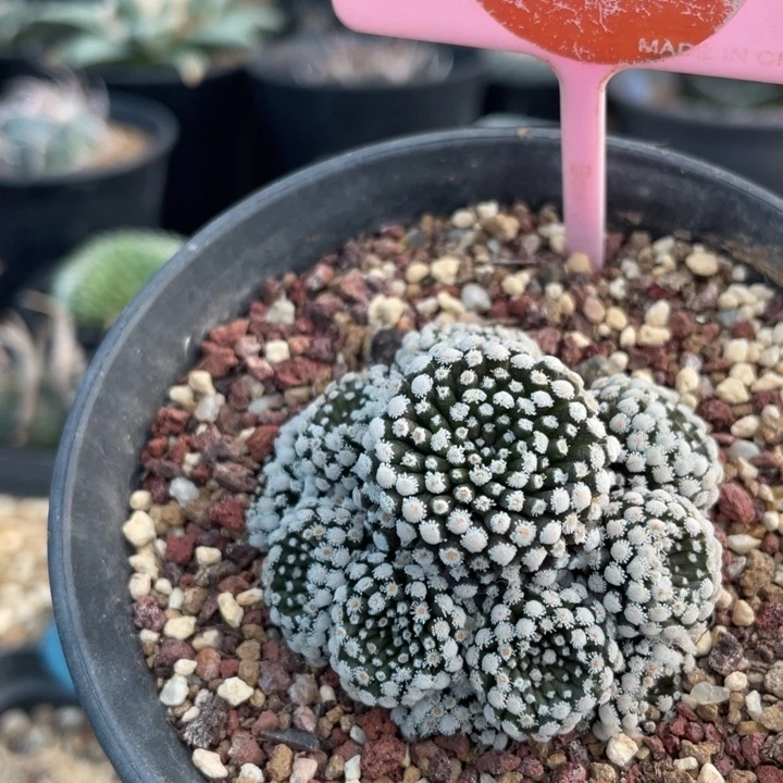 自根松针牡丹群0038000000