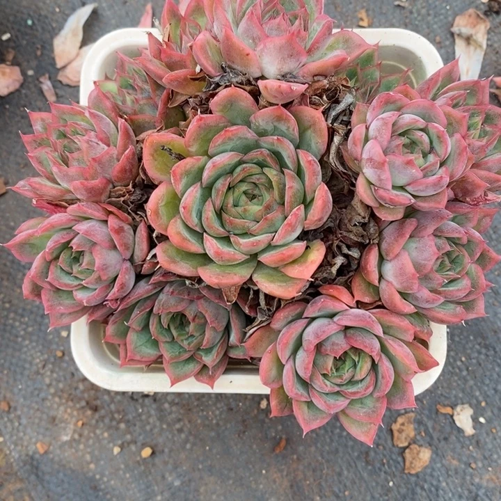 468杂交老桩基地～14厘米