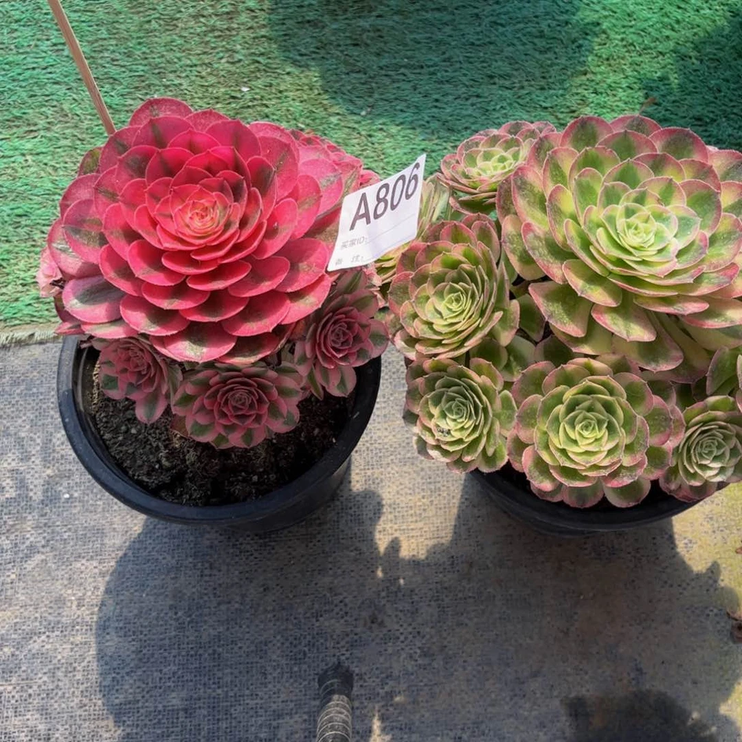 多肉组合000000806