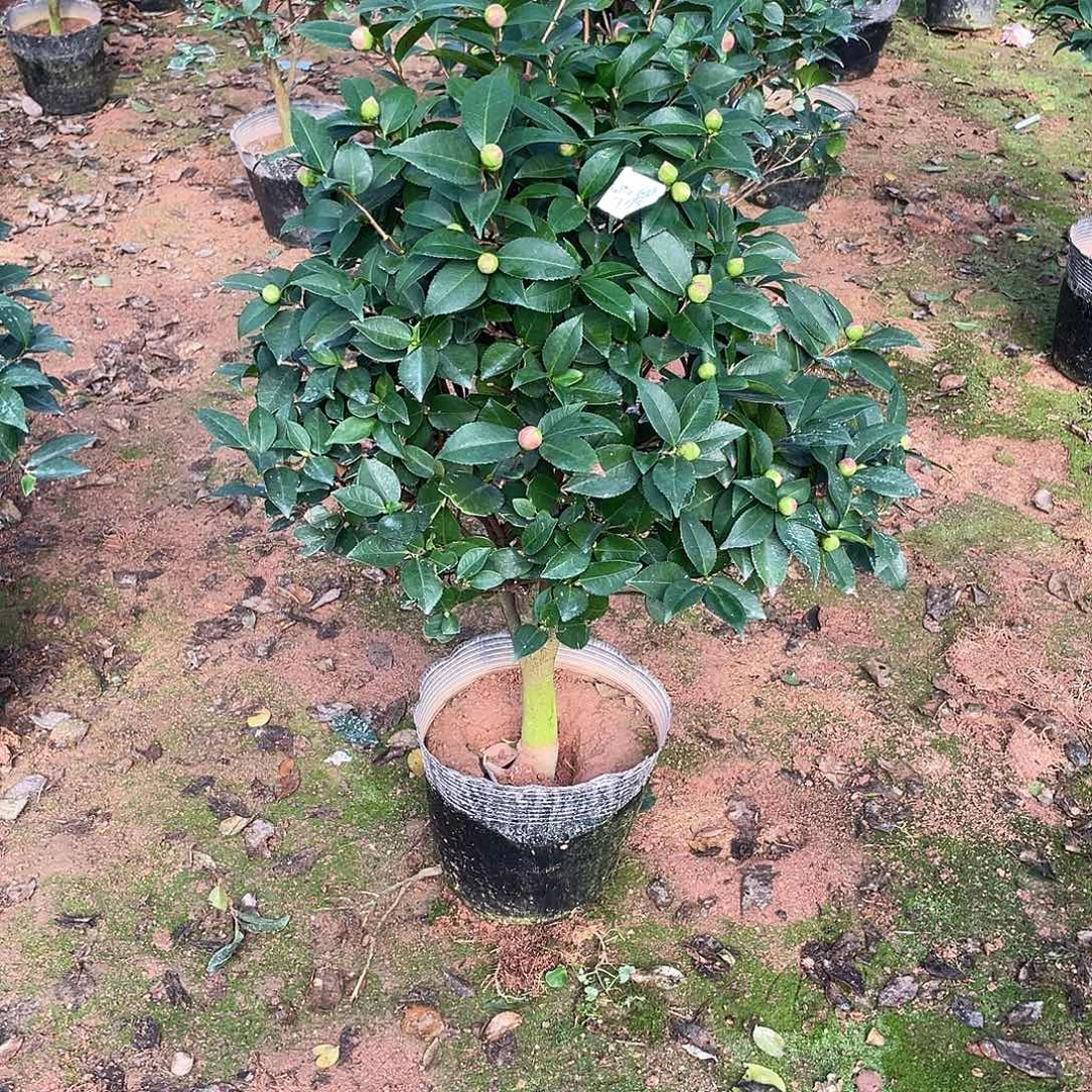 完全开放香妃1111111