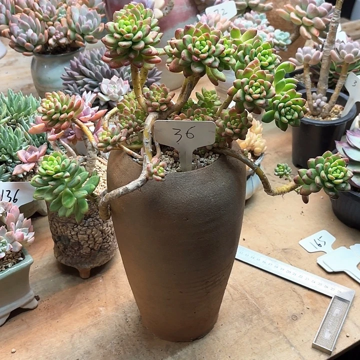 多肉植物，香格里拉36号