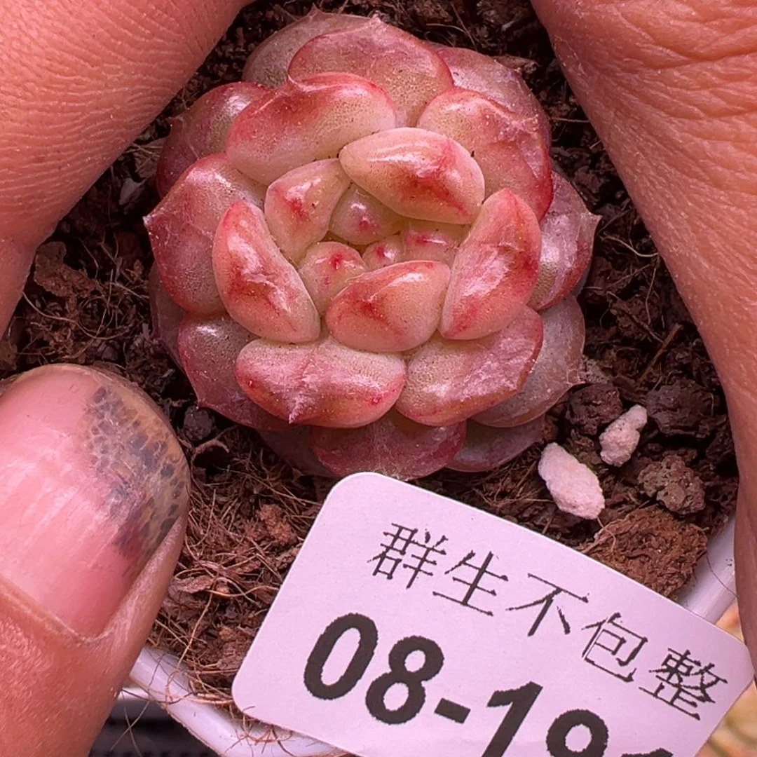 小卡拉米糖心一物一拍8-191