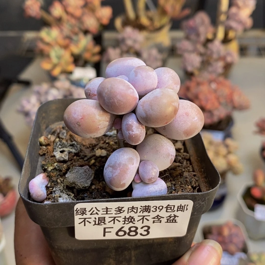 683橙奶多肉肉3c m