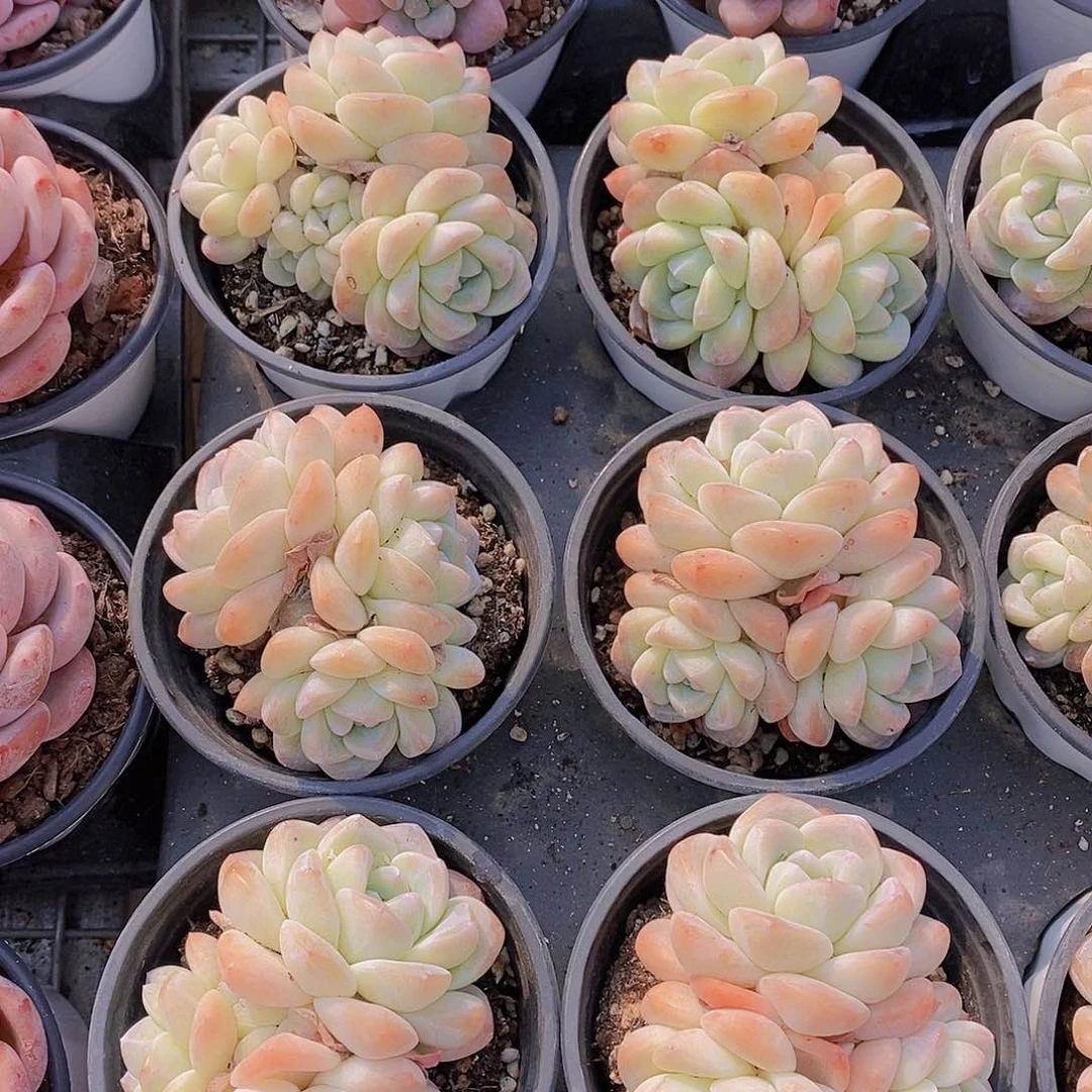 0119-翡翠冰玉群一颗量拍