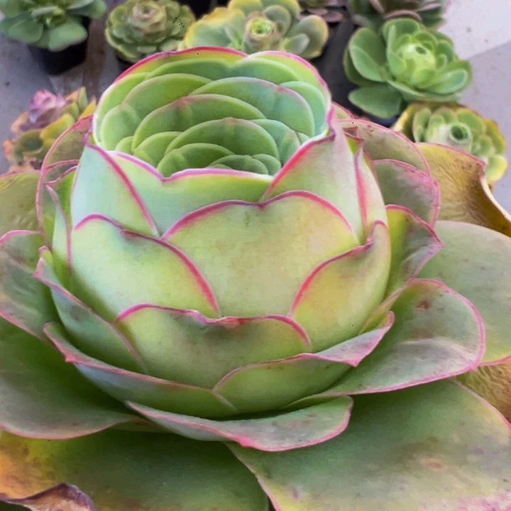 恋歌玫瑰山地玫瑰