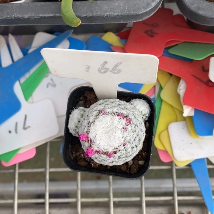 伯克利和格蕾纳的故事都很