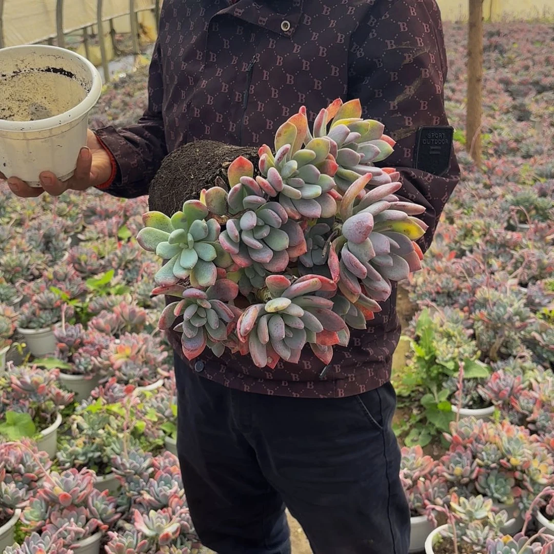 精选灰姑娘多肉植物