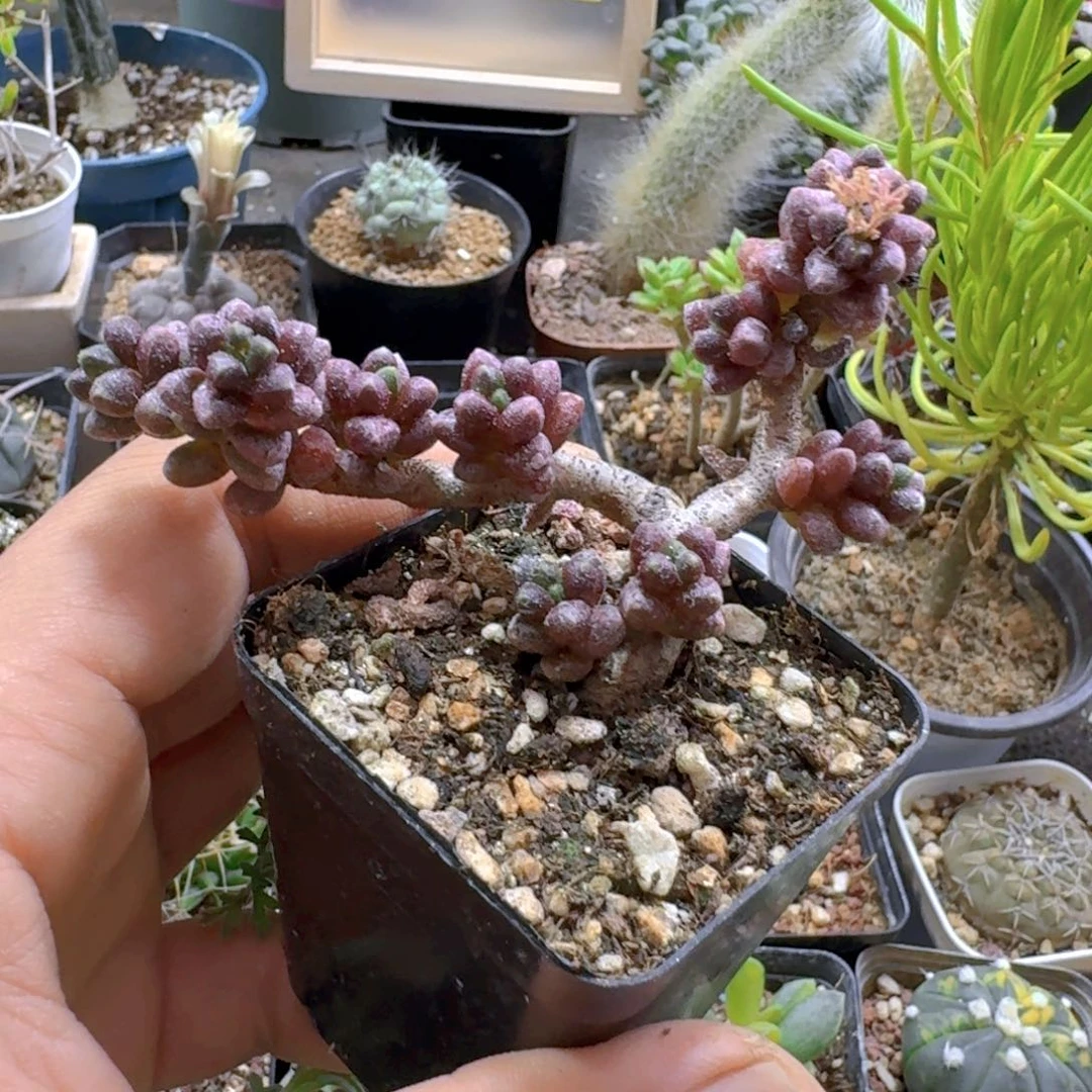 607寿桃青锁龙脱土发货