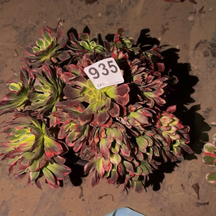 935霁月多肉植物不售后