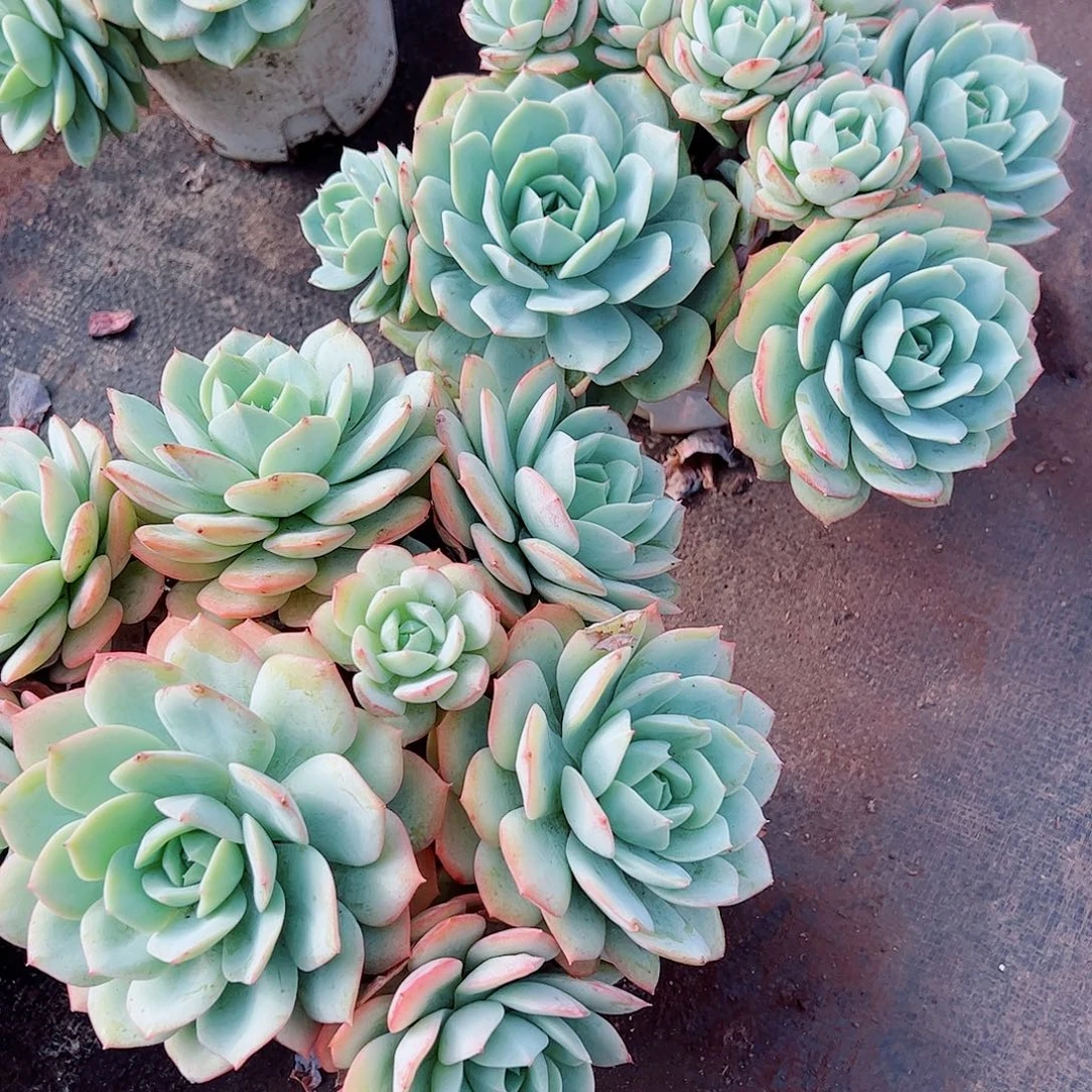 果冻恋曲多头群生精品