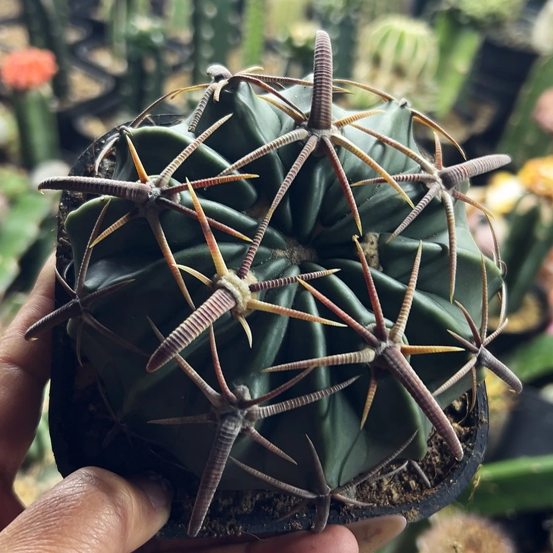 林波仙人球111111111