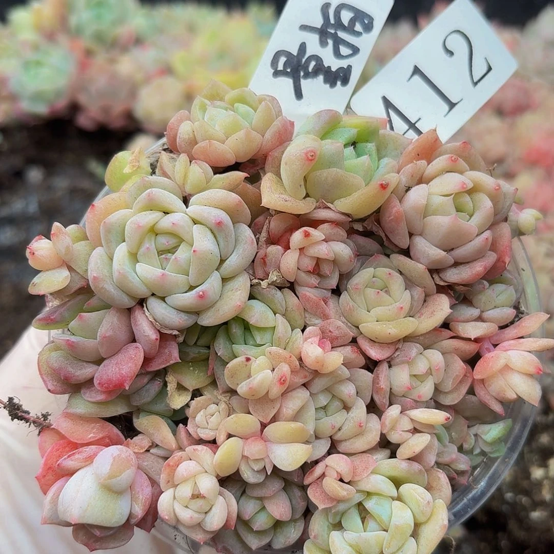 多肉植物多肉植物412量拍