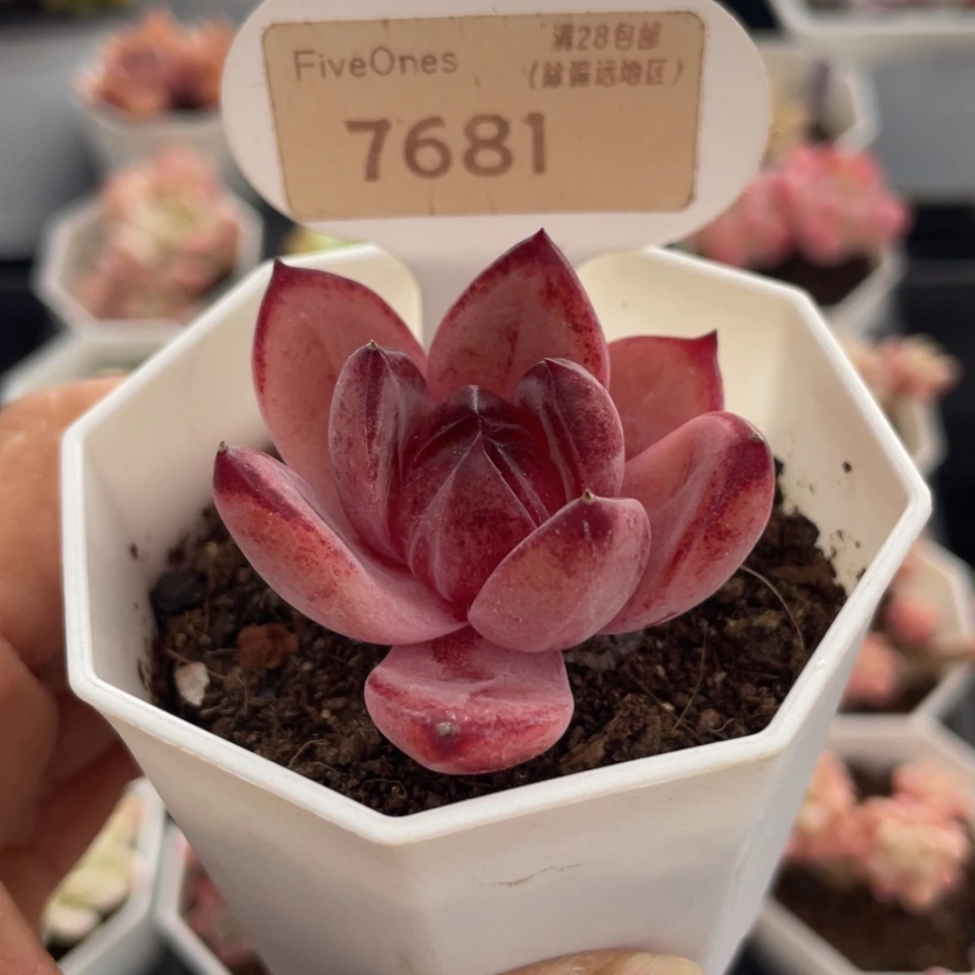 黑武士7681-4.0厘米