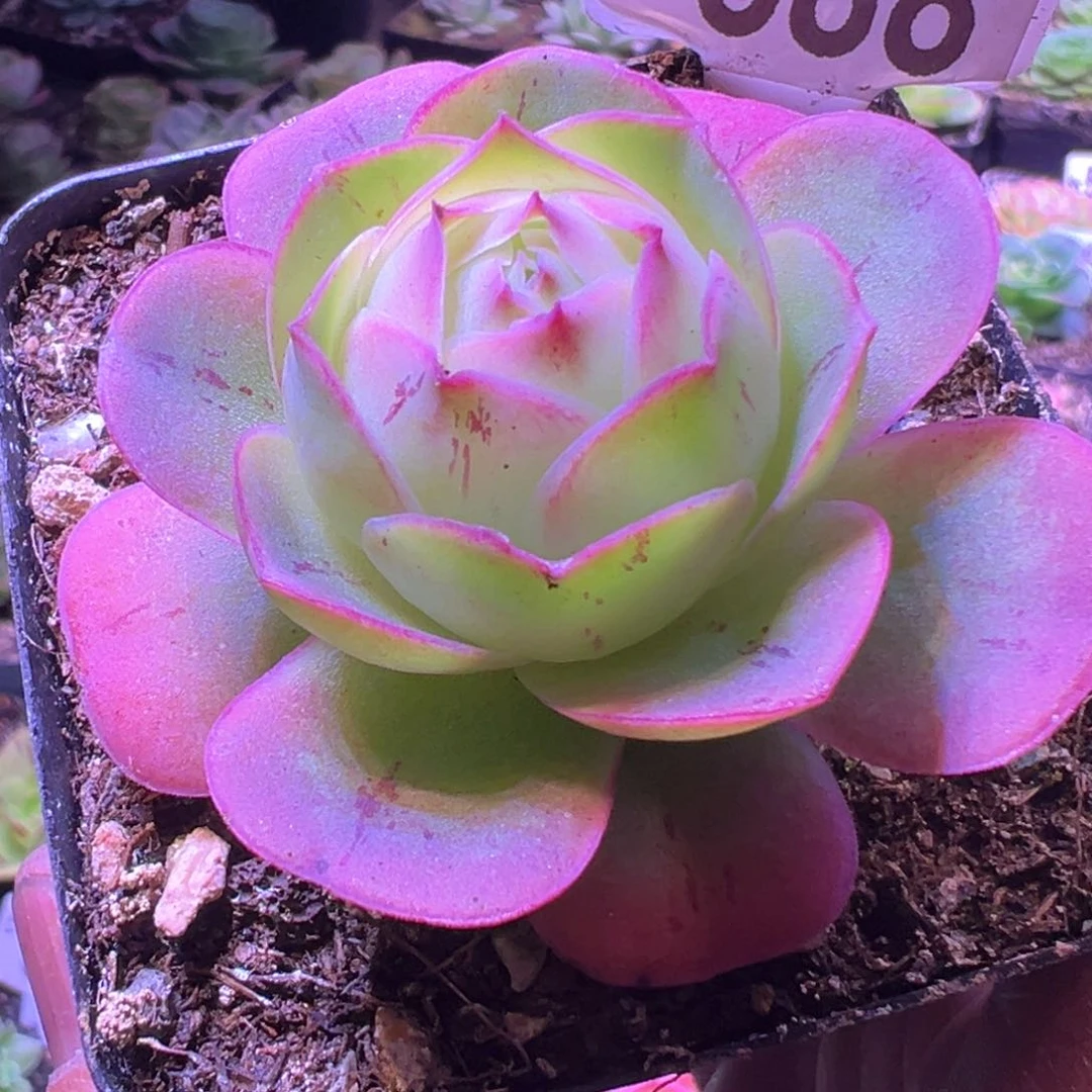 英*不知名688山地玫瑰多肉