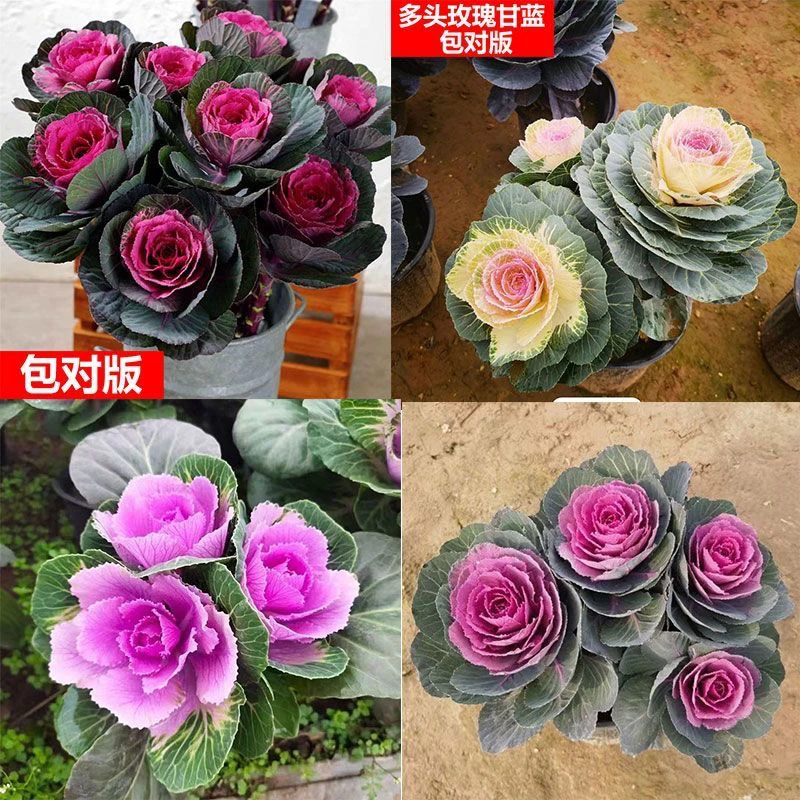 当季爆款甘蓝 多头观赏可食用 新手易养 家庭园艺四季有景植物