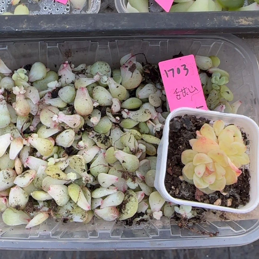 1703 芝麻穴一个满25包邮