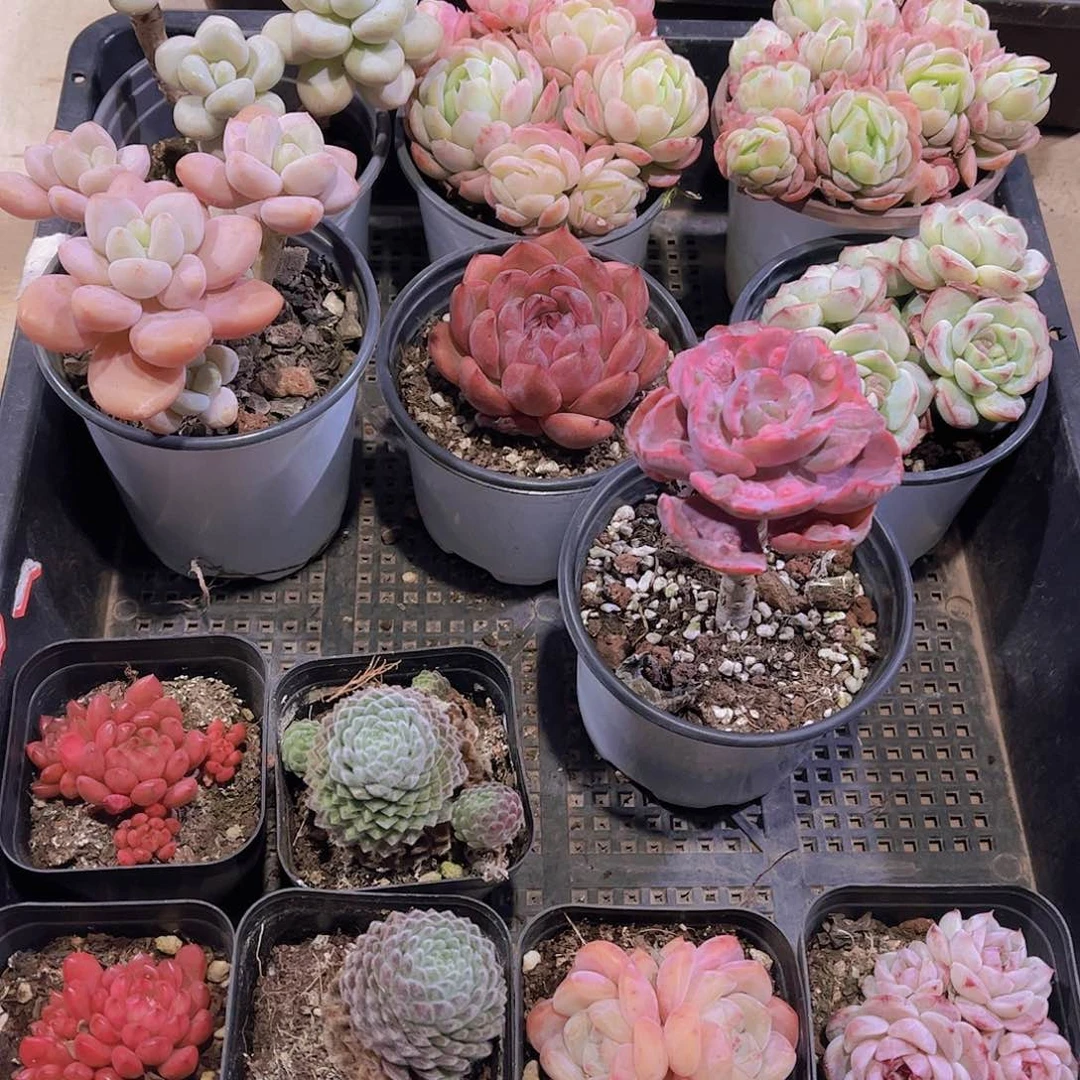 多肉357多肉植物