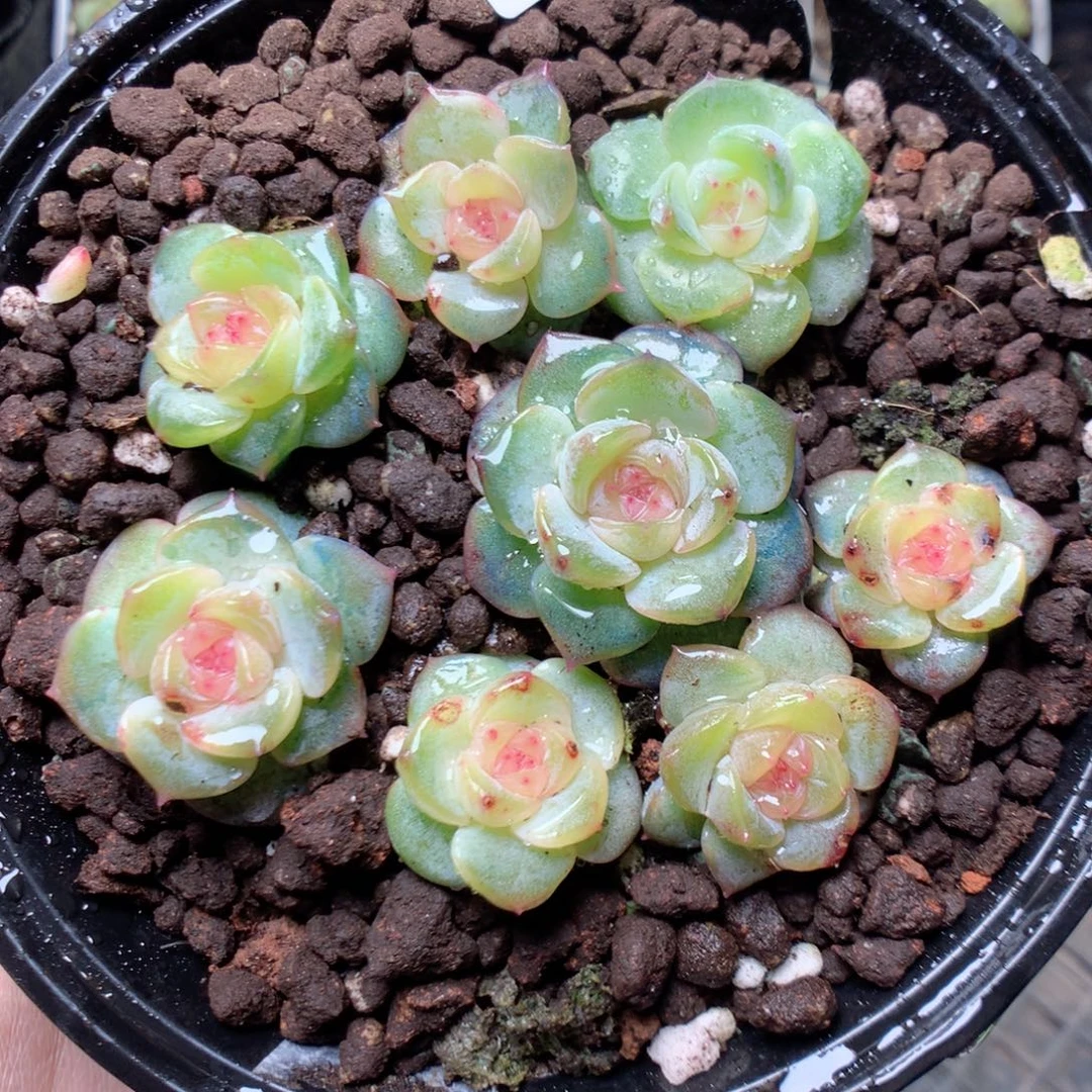 无花朵W53 甜心yyyyyyyy