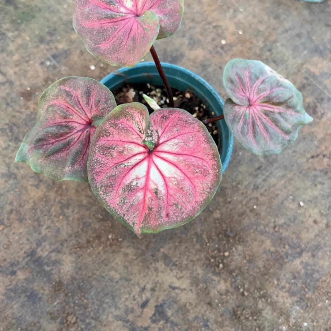 小****无花朵圆脸海王个体