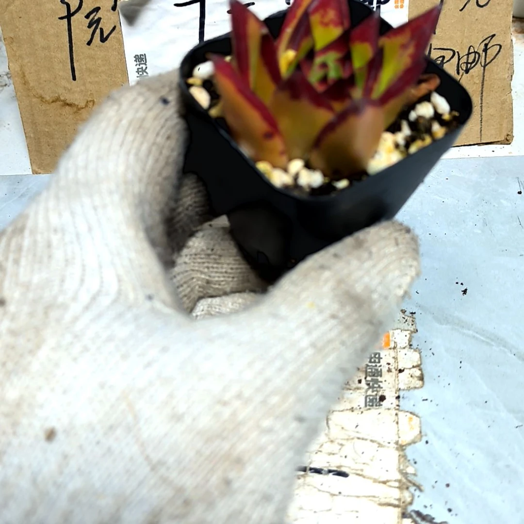 满9元包邮，口红老苗方盆