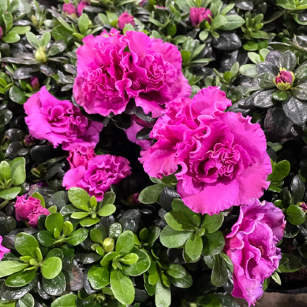 【重瓣大紫·西德1号】超爆花杜鹃花 紫色杜鹃 带花苞庭院阳台盆栽