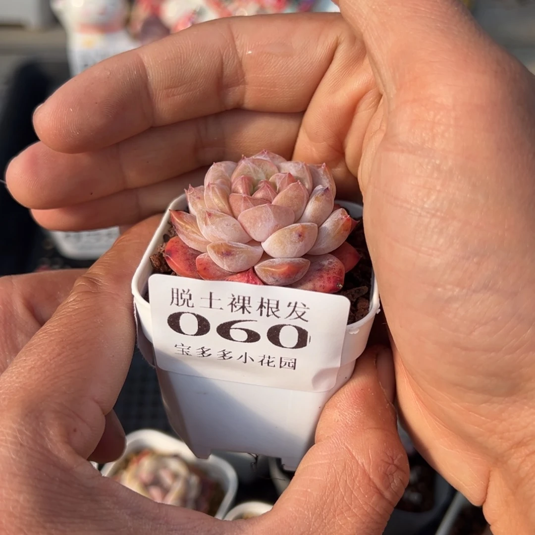 糖心多肉满28包邮脱土发