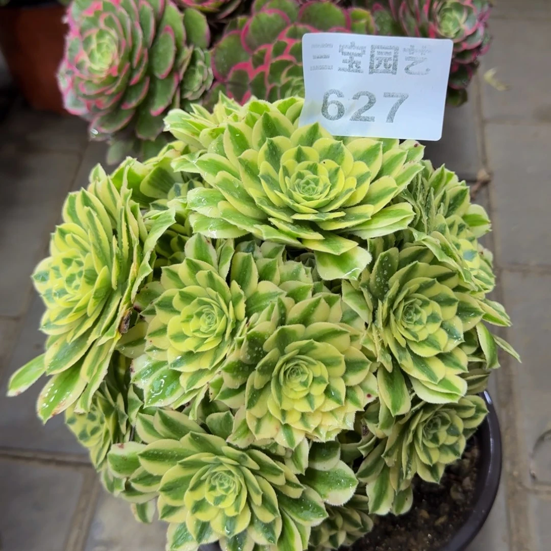 多肉植物627迈巴赫