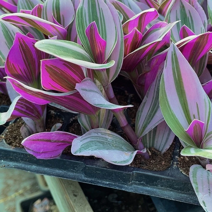 婚礼油画1.5带土发