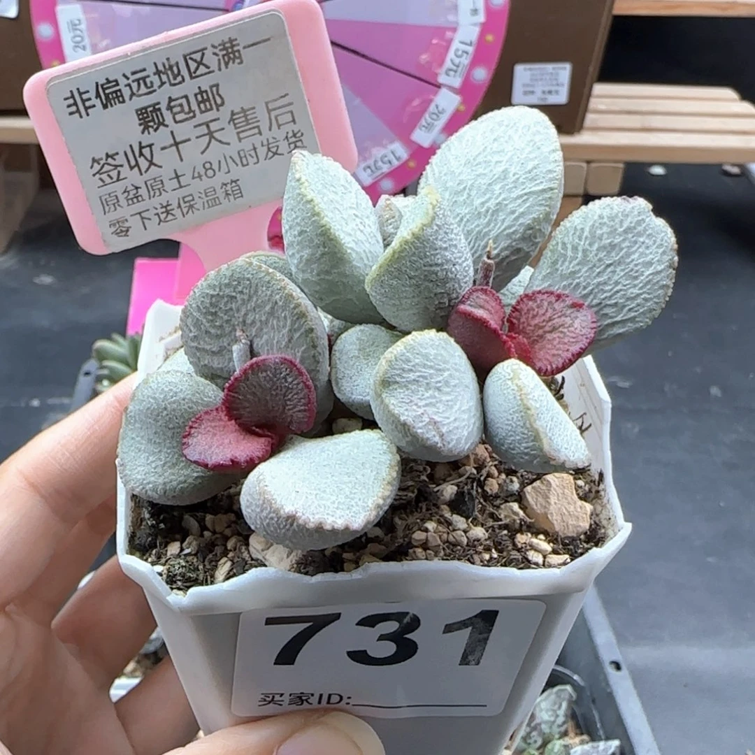 731圣姬多肉植物