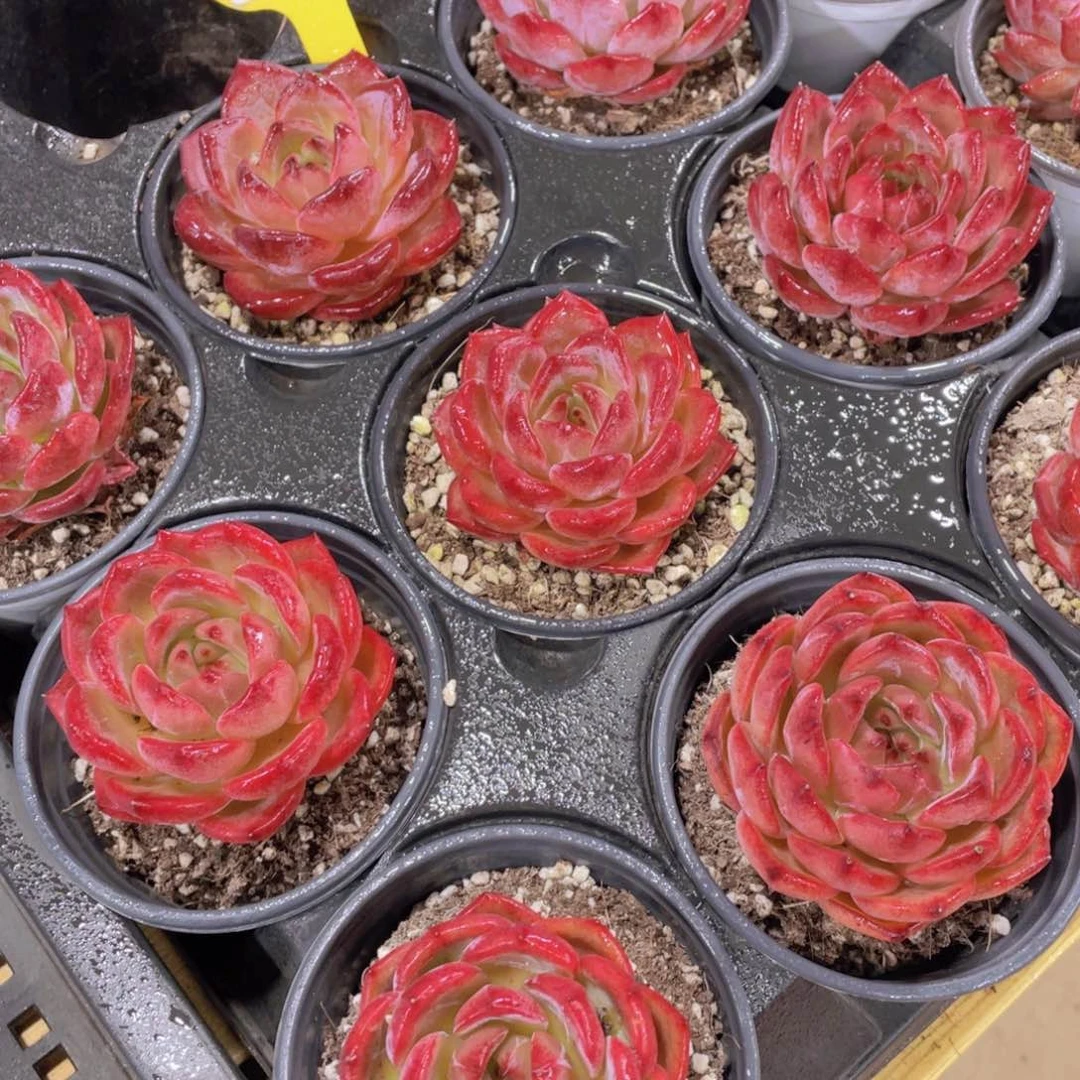 737号 全状态夜魔侠单头一个