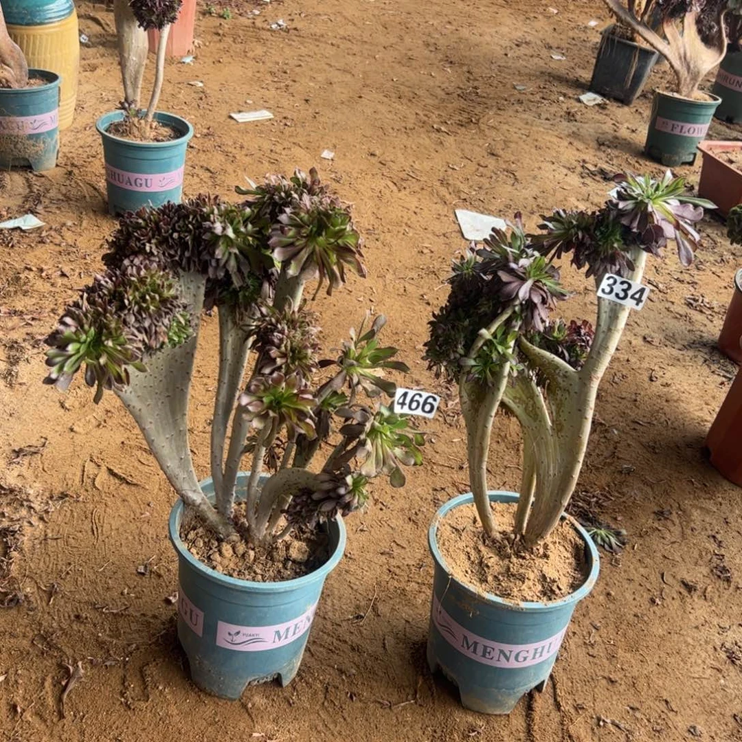 有伤两颗黑缀466.334高度37厘米