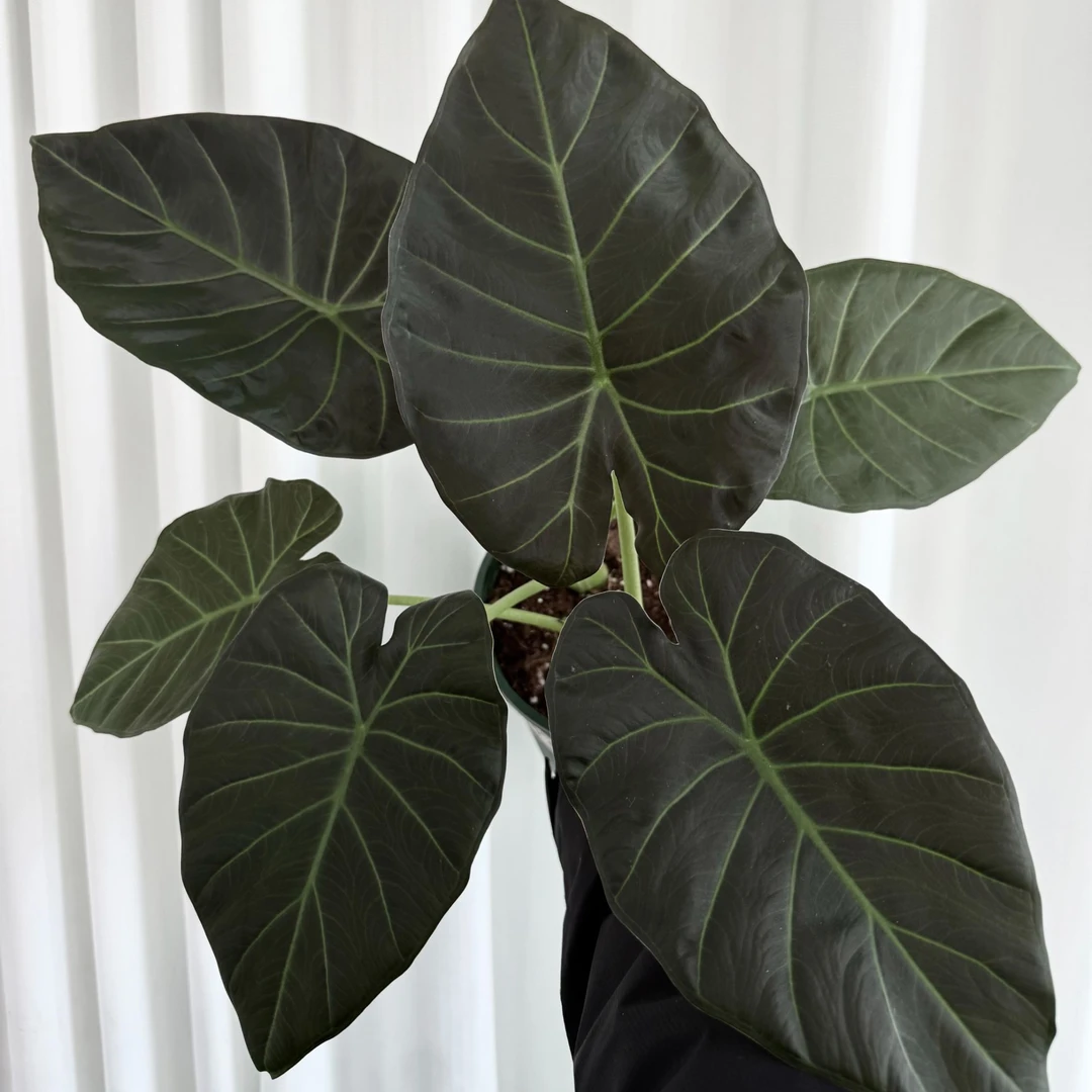 【帝王盾海芋】盆栽室内大型观叶植物耐热好养四季常青