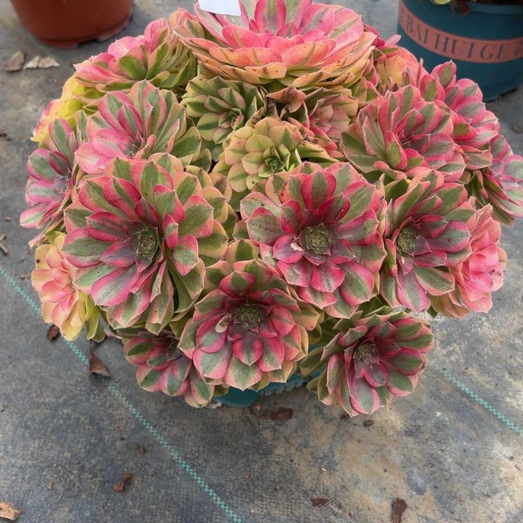 019超级大雨河多肉植物福利