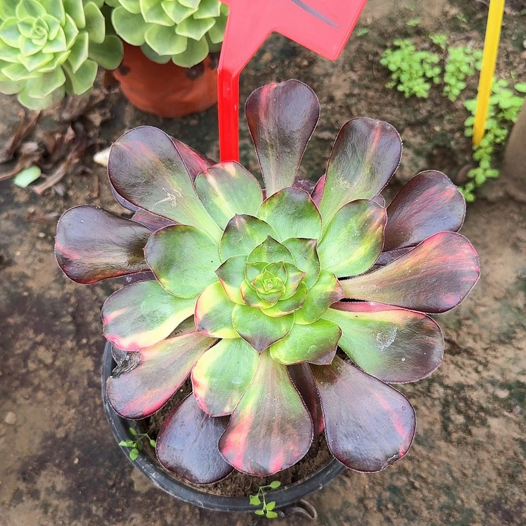 4152巫毒七彩多肉法师