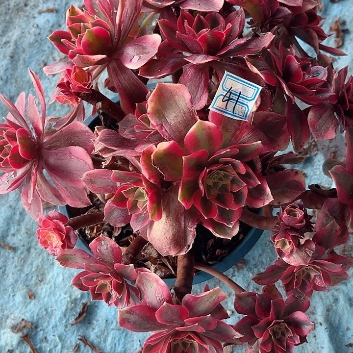 0041一颗妖月法师