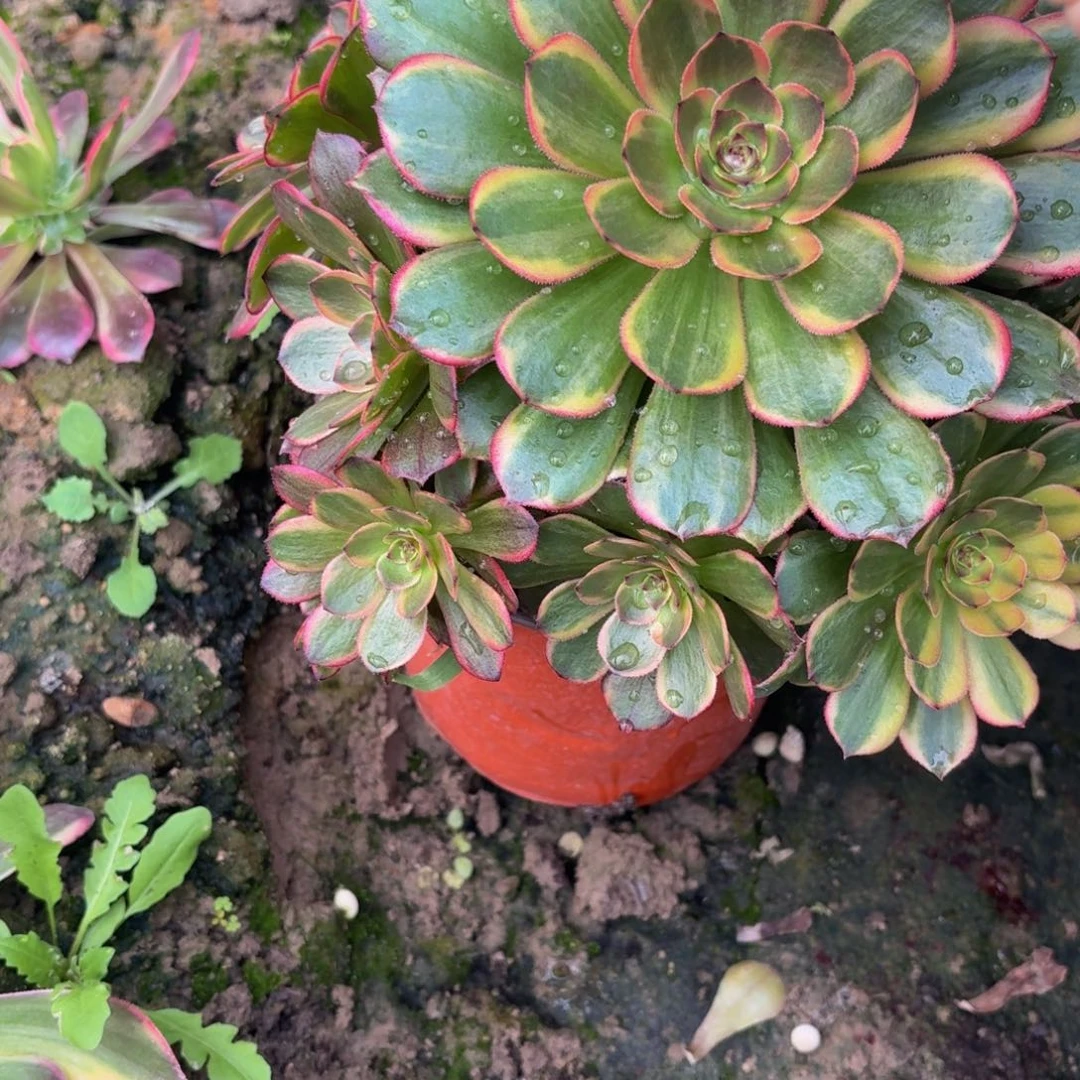 80多肉植物捧花的