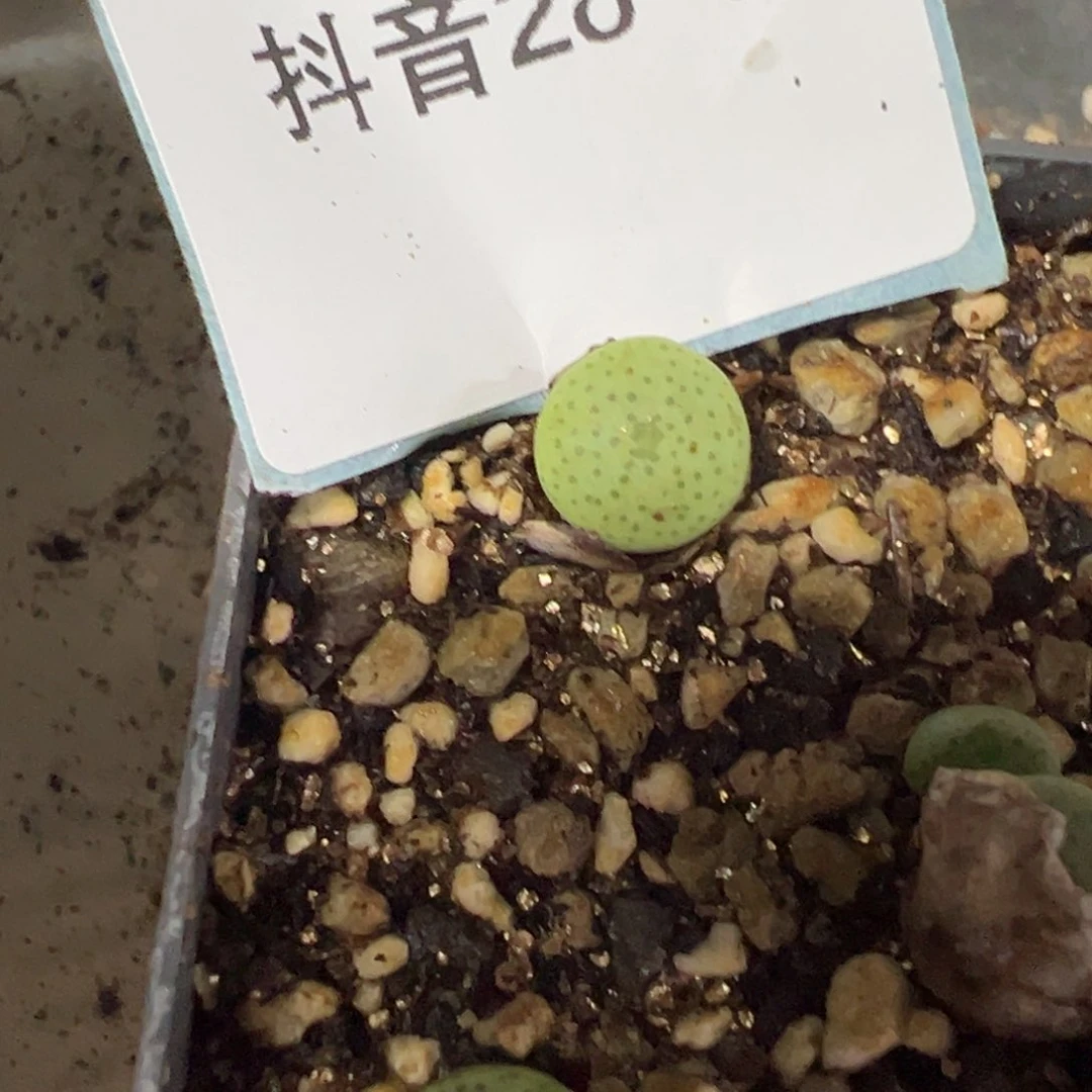 28-92量拍PV1028大饼一颗