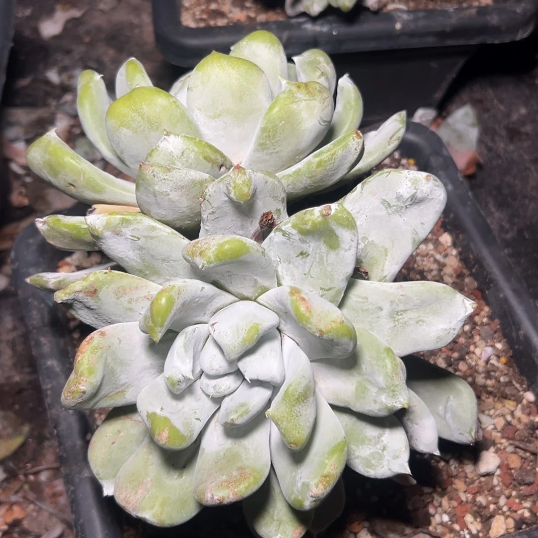 锦宸多肉一物一拍D911