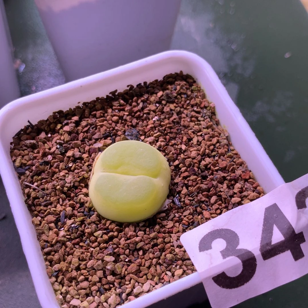 青***?342紫皮拉登母本