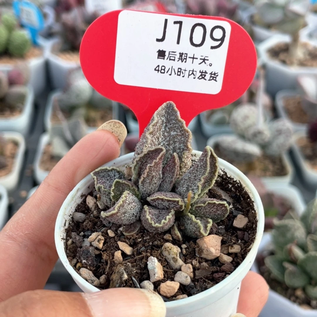 @*初109。         紫罗兰。