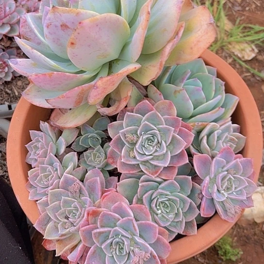 多肉植物。。。。。。。。。。。。。。。