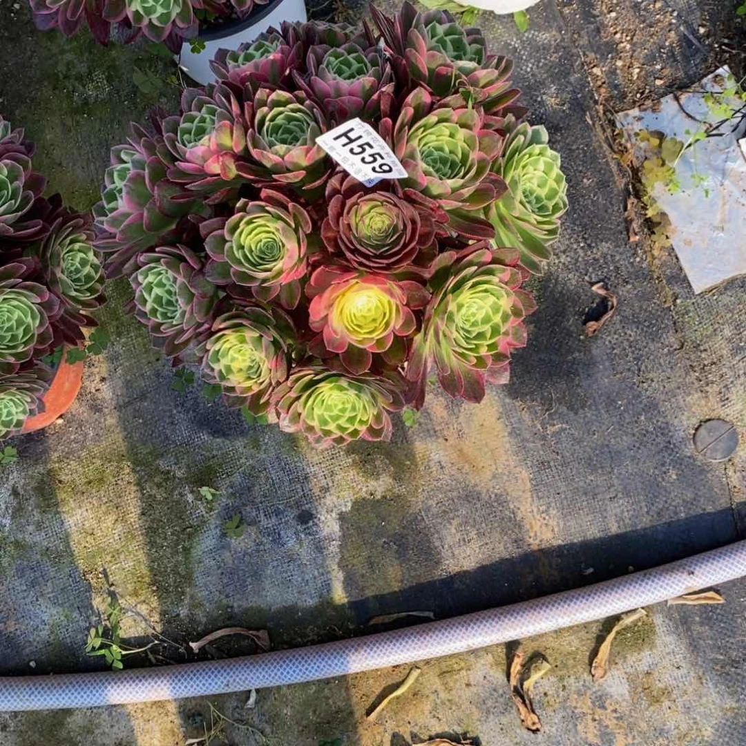 全部花朵559海王丛林嫩桩