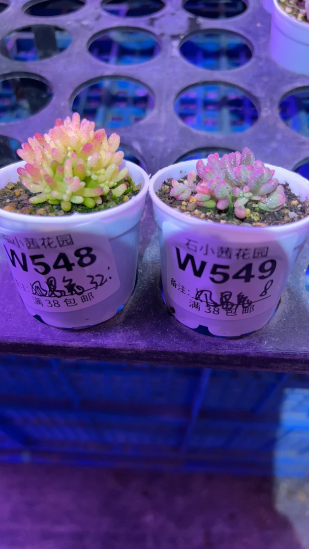 耐思兔-假飞机株红宝石锦-多肉植物枝干番杏