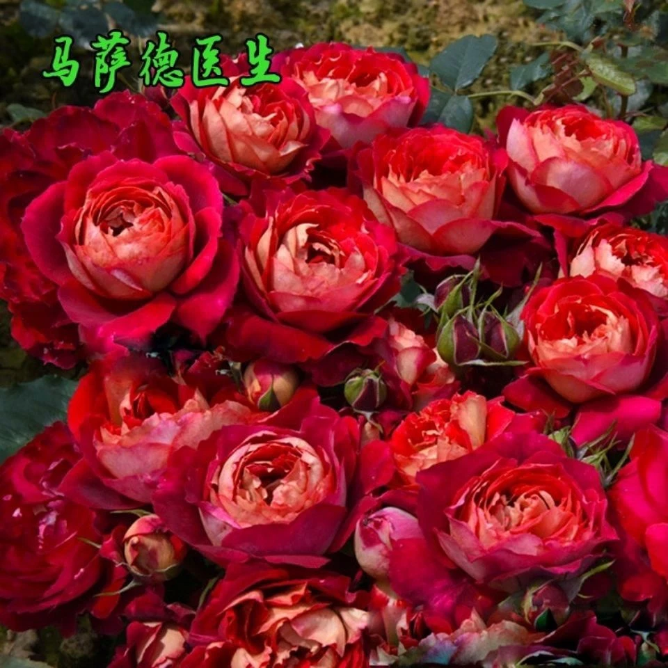 马萨德医生月季扦插苗大花浓香复色灌木丰花花卉绿植草莓香味双色