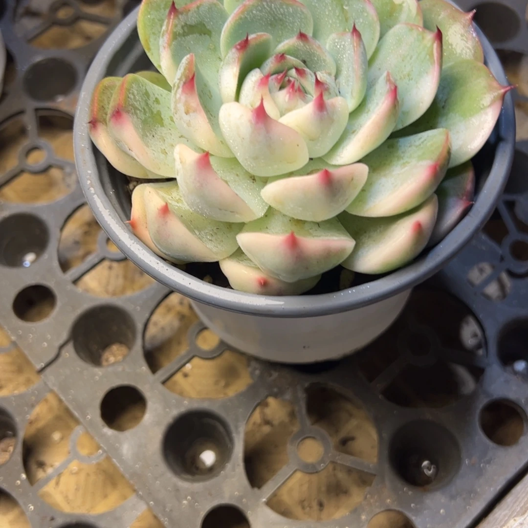 憧***花103号吉娃娃阴阳脸锦多肉15.8