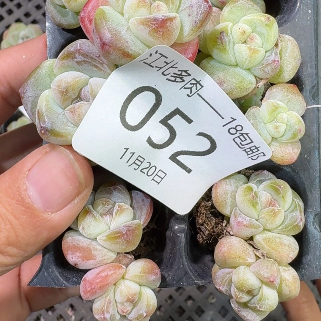 52 号到手1框江北多肉